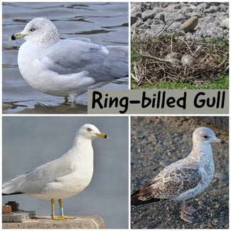 Ring-billed Gull